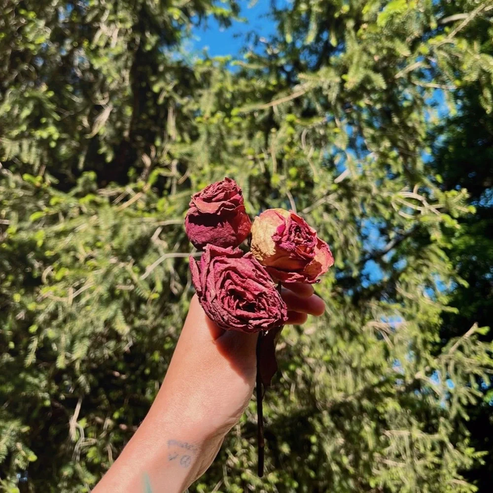 🥀🖤Air Dried Roses🖤🥀 - Picture 2 of 2